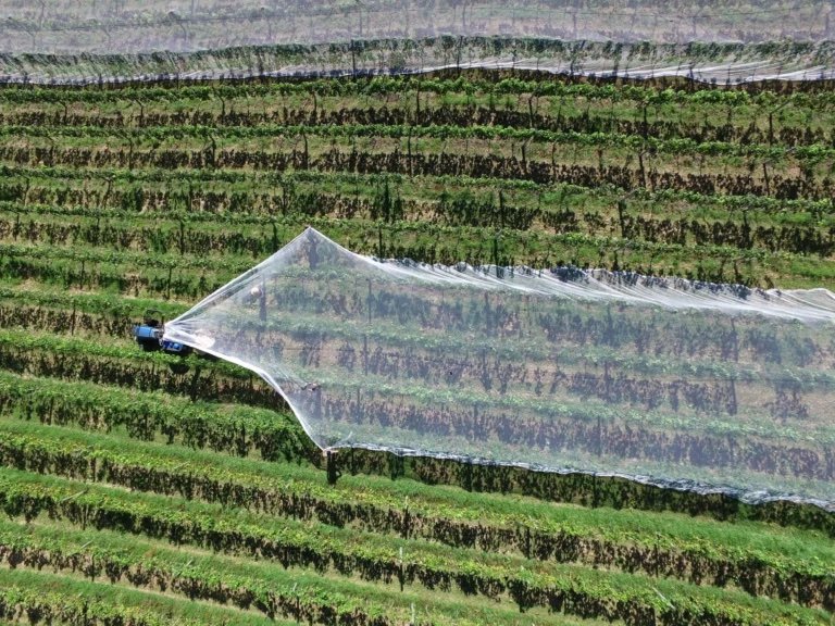 Aerial view of crop rows with a protective net stretched over them.